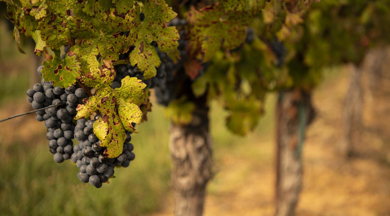 RedGrapes